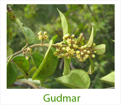 Gudmar Leaves, For Medicine, Supplements, Style : Natural