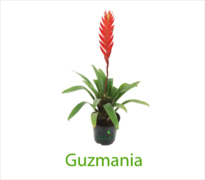 Guzmania