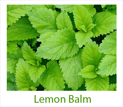 Lemon Balm