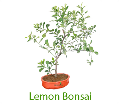 Lemon Bonsai