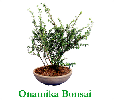 Onamika