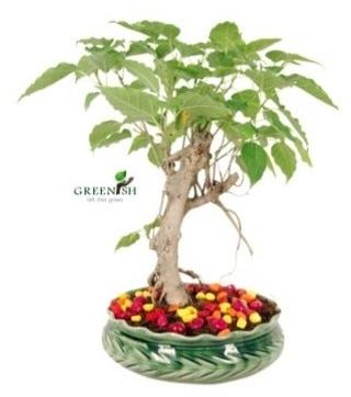 Peepal Bonsai