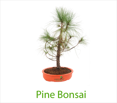 Pine Bonsai