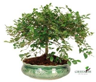 Sandpaper Bonsai