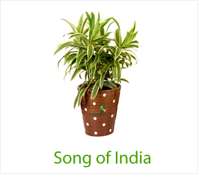 Song Of India Variegated