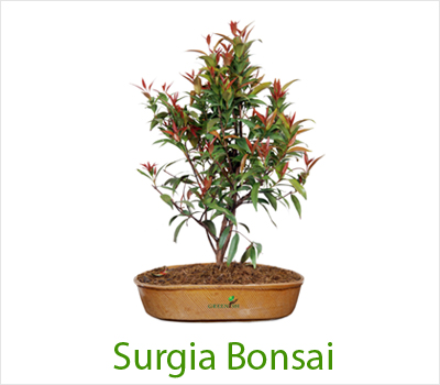 Surgia Bonsai