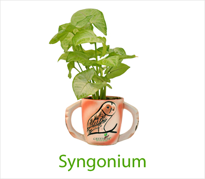 Syngonium