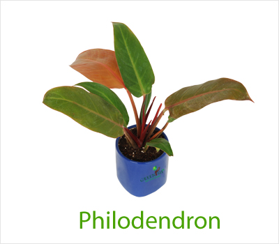 Tropic Philodendron Plant