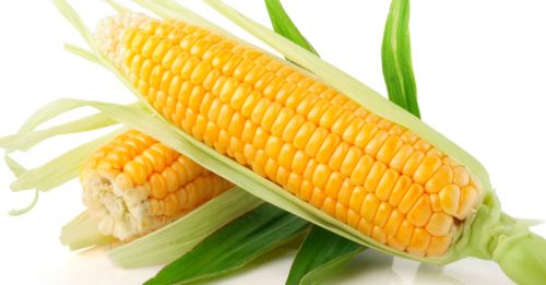 Maize