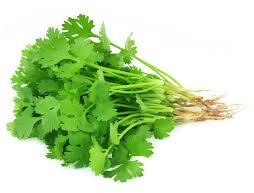 Organic Fresh Coriander Leaves