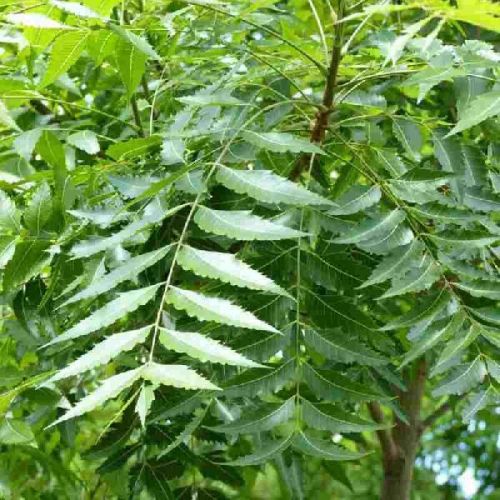 Fresh Neem Leaves, Color : Green