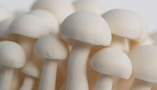 Organic Milky Mushroom, Color : WHITE