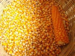 Organic yellow corn, Certification : ISO9001-2008 for Animal Feed