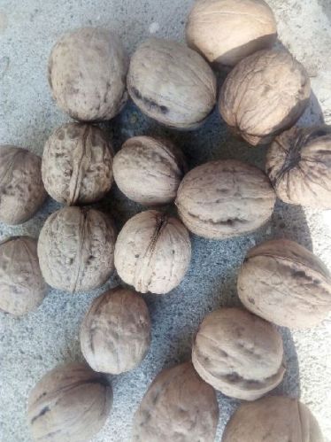 Walnuts, For Bakery, Food, Milk Shakes, Nutritious Food, Style : Dried