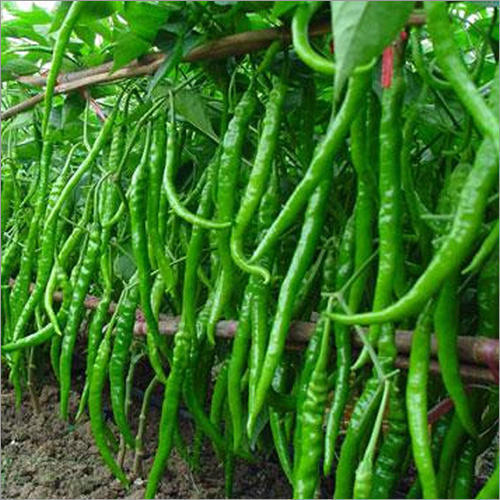 Organic Hybrid Green Chilli