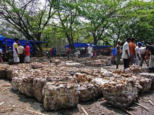 Natural Rubber Cup Lump, Color : brown, Form : cameroon