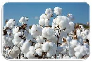 Raw cotton, Texture : Soft