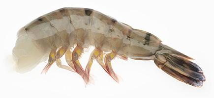 Black Tiger Shrimp