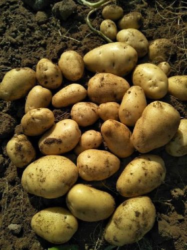 Locker Potato