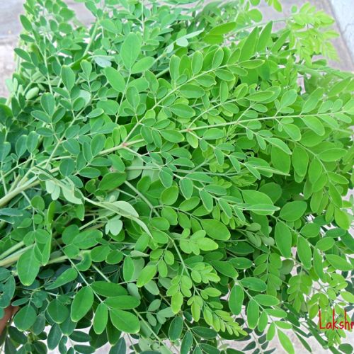 Common Drumstick Leaves, For Cattle Feed, Human Consumption, Medicine, Feature : Floury Texture, Healthy