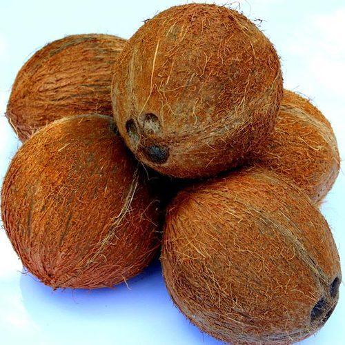 Natural Common Fully Husked Coconut, Shelf Life : 6months