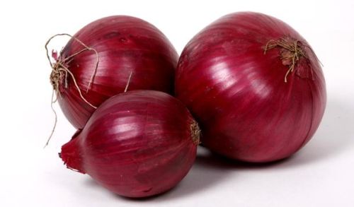 Organic Fresh Red Onion, Packaging Type : Net Bag