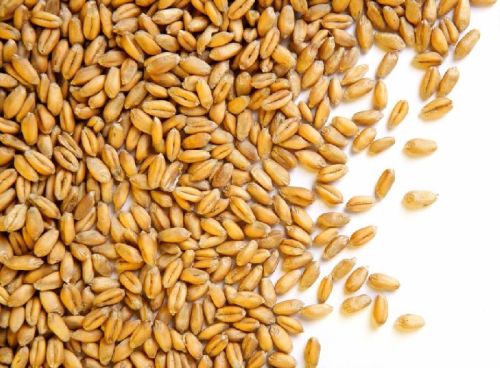 Organic Wheat Seeds, Grade : Food Grade