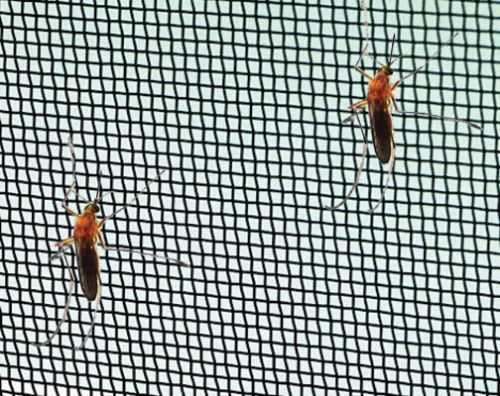Mosquito Mesh