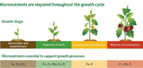 Chelated Micronutrient