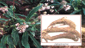 Jatamansi Oil