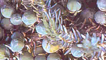 Juniper Berry Extract