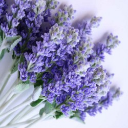 Alphaaromatica Lavender Oil, For Cosmetics