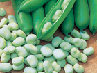 Broad Beans