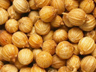 Coriander