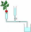 Potometer Simple