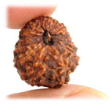 10 Mukhi Rudraksha Beads