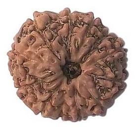 11 Mukhi Rudraksha Beads