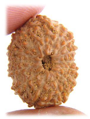 12 Mukhi Rudraksha, Size : 18 Mm Approx