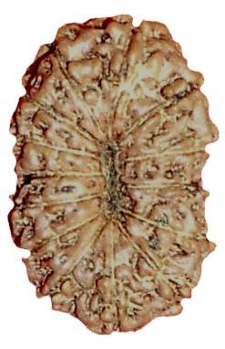15 Mukhi Rudraksha, Size : 12 Mm