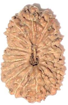 17 Mukhi Rudraksha Beads