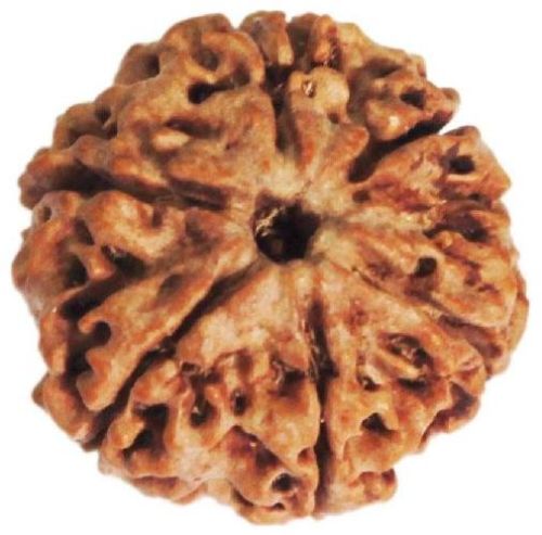 6 Mukhi Rudraksha Beads