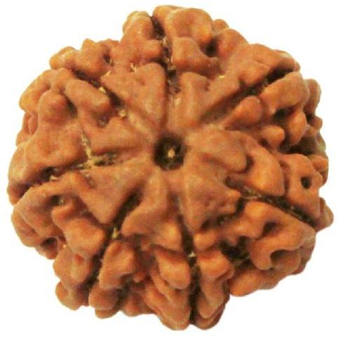 7 Mukhi Rudraksha, Size : 15 Mm