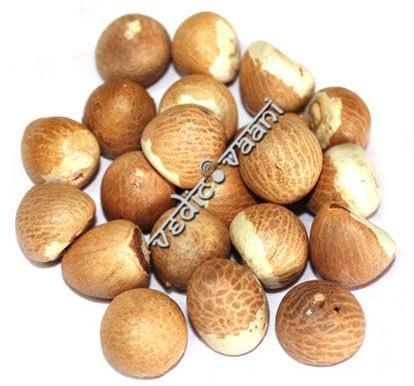 Betelnut Form : Solid