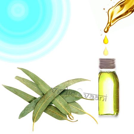 Eucalyptus Globulus Oil