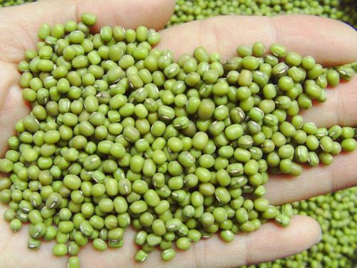 MD Common green mung beans, Packaging Type : PP bags