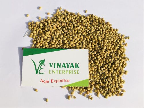 Organic coriander seeds, Packaging Type : 50 Kg (Jute/Pp Bags).