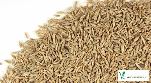 VINAYAK ENTERPRISE Cumin Seed, Packaging Type : PP BAGS, JUTE BAG