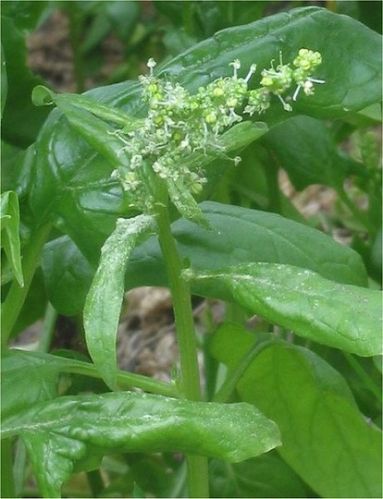 Fresh Spinach