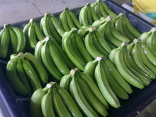 Natural Green Cavendish Banana, Grade : AAA