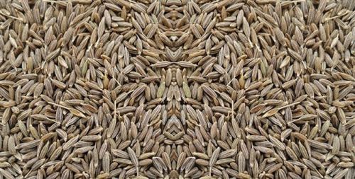 Cumin seeds, Moisture : 9%